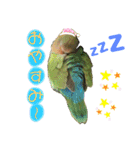 コザクラインコのくりんちゃん（個別スタンプ：3）