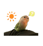 コザクラインコのくりんちゃん（個別スタンプ：4）