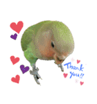 コザクラインコのくりんちゃん（個別スタンプ：6）