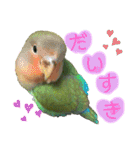 コザクラインコのくりんちゃん（個別スタンプ：7）