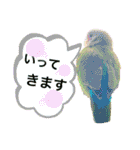 コザクラインコのくりんちゃん（個別スタンプ：8）