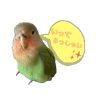 コザクラインコのくりんちゃん（個別スタンプ：9）