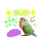コザクラインコのくりんちゃん（個別スタンプ：11）