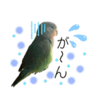 コザクラインコのくりんちゃん（個別スタンプ：12）