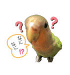 コザクラインコのくりんちゃん（個別スタンプ：14）