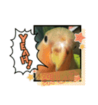 コザクラインコのくりんちゃん（個別スタンプ：17）