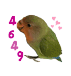コザクラインコのくりんちゃん（個別スタンプ：19）