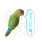 コザクラインコのくりんちゃん（個別スタンプ：20）