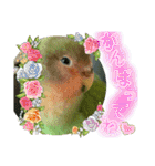 コザクラインコのくりんちゃん（個別スタンプ：23）