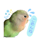 コザクラインコのくりんちゃん（個別スタンプ：24）