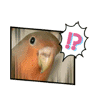 コザクラインコのくりんちゃん（個別スタンプ：27）