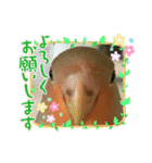 コザクラインコのくりんちゃん（個別スタンプ：28）