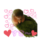 コザクラインコのくりんちゃん（個別スタンプ：29）