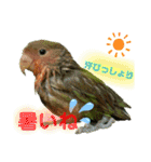 コザクラインコのくりんちゃん（個別スタンプ：30）