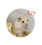 3匹のハムスター（個別スタンプ：3）