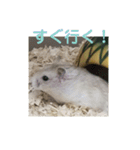 3匹のハムスター（個別スタンプ：4）
