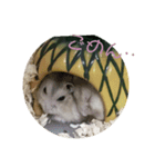 3匹のハムスター（個別スタンプ：5）