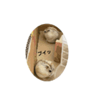 3匹のハムスター（個別スタンプ：6）