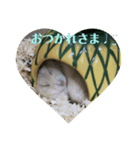 3匹のハムスター（個別スタンプ：10）