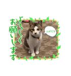 むぎくんの日常❶（個別スタンプ：4）