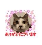 むぎくんの日常❶（個別スタンプ：5）