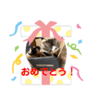 むぎくんの日常❶（個別スタンプ：10）