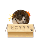 むぎくんの日常❶（個別スタンプ：17）