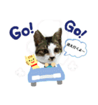 むぎくんの日常❶（個別スタンプ：20）