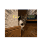 むぎくんの日常❶（個別スタンプ：22）