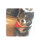 かわいい秋田犬たち（ヒナ・まっち）（個別スタンプ：1）