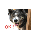 かわいい秋田犬たち（ヒナ・まっち）（個別スタンプ：2）