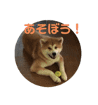 かわいい秋田犬たち（ヒナ・まっち）（個別スタンプ：4）