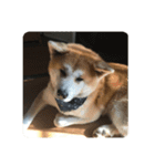 かわいい秋田犬たち（ヒナ・まっち）（個別スタンプ：5）