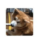 かわいい秋田犬たち（ヒナ・まっち）（個別スタンプ：6）