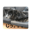 かわいい秋田犬たち（ヒナ・まっち）（個別スタンプ：7）