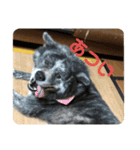 かわいい秋田犬たち（ヒナ・まっち）（個別スタンプ：8）