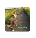 かわいい秋田犬たち（ヒナ・まっち）（個別スタンプ：9）