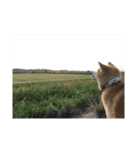 かわいい秋田犬たち（ヒナ・まっち）（個別スタンプ：10）
