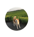 かわいい秋田犬たち（ヒナ・まっち）（個別スタンプ：11）