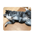 かわいい秋田犬たち（ヒナ・まっち）（個別スタンプ：12）
