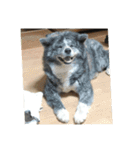 かわいい秋田犬たち（ヒナ・まっち）（個別スタンプ：13）