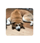 かわいい秋田犬たち（ヒナ・まっち）（個別スタンプ：15）