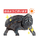 ミシシッピニオイガメのガメちゃん（個別スタンプ：1）
