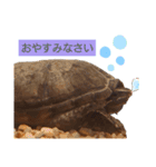 ミシシッピニオイガメのガメちゃん（個別スタンプ：2）