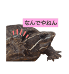 ミシシッピニオイガメのガメちゃん（個別スタンプ：5）