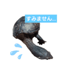 ミシシッピニオイガメのガメちゃん（個別スタンプ：7）