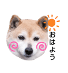 柴犬  さくら（個別スタンプ：1）