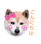 柴犬  さくら（個別スタンプ：2）