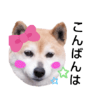 柴犬  さくら（個別スタンプ：3）