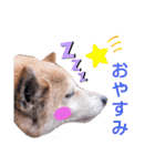 柴犬  さくら（個別スタンプ：4）